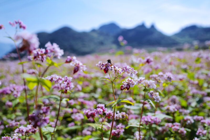 tong-hop-cac-nha-xe-di-ha-giang-9